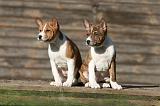 BASENJI 155